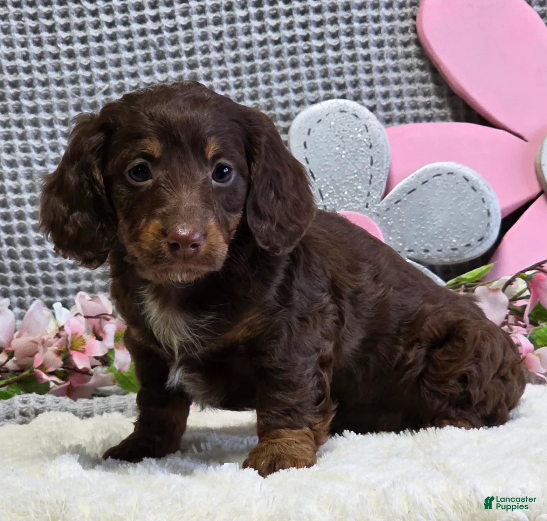 Miniature Dachshund dogs for sale: Erin - Ad 1