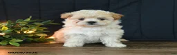 Mixed Breed dogs for sale: Maggie - Ad 5
