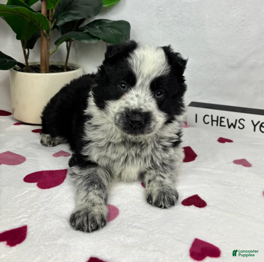 Mixed Breed dogs for sale: Milo - Ad 5