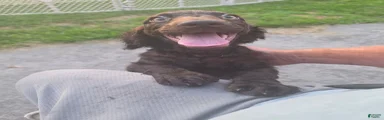 Boykin Spaniel 2