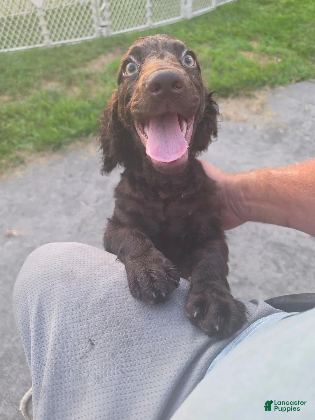 Boykin Spaniel dogs for sale: Boykin Spaniel 2 - Ad 1