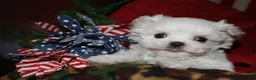 Maltese dogs for sale: Bruiser - Ad 4