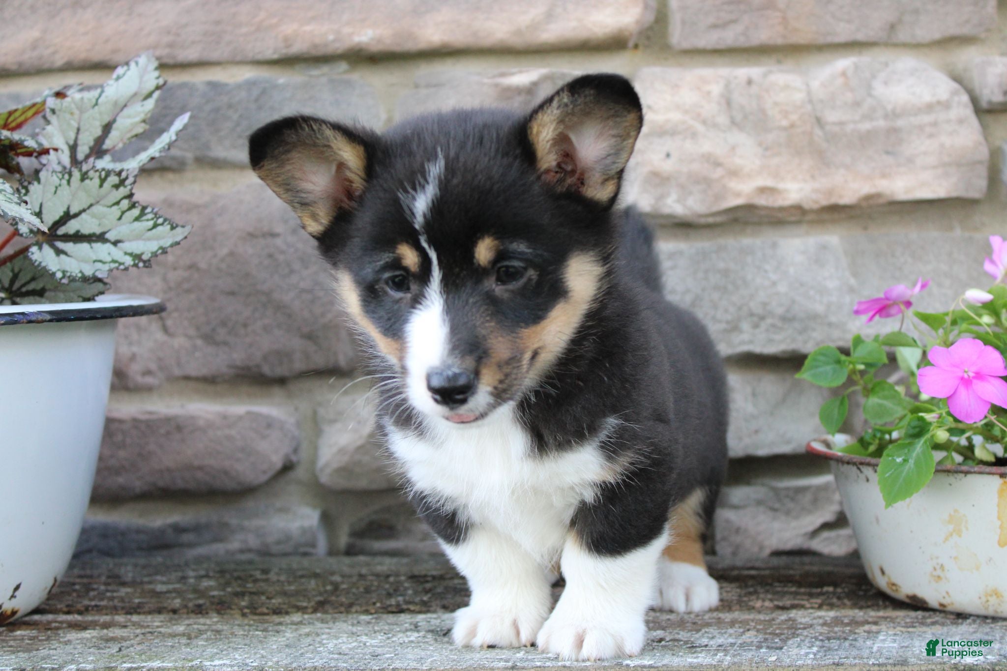 Welsh Corgi Pembroke dogs Diesel - Ad 1
