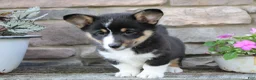 Welsh Corgi Pembroke dogs for sale: Diesel - Ad 1
