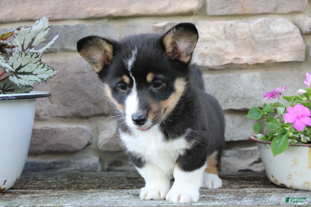 Welsh Corgi Pembroke dogs for sale: Diesel - Ad 1