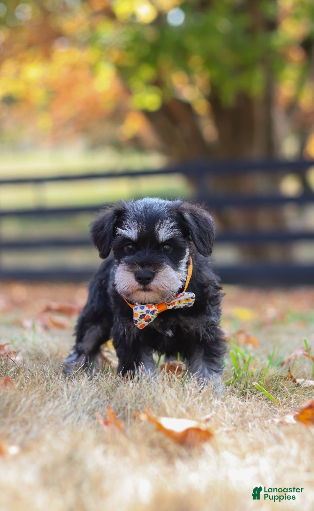Miniature Schnauzer dogs for sale: Brianna - Ad 42