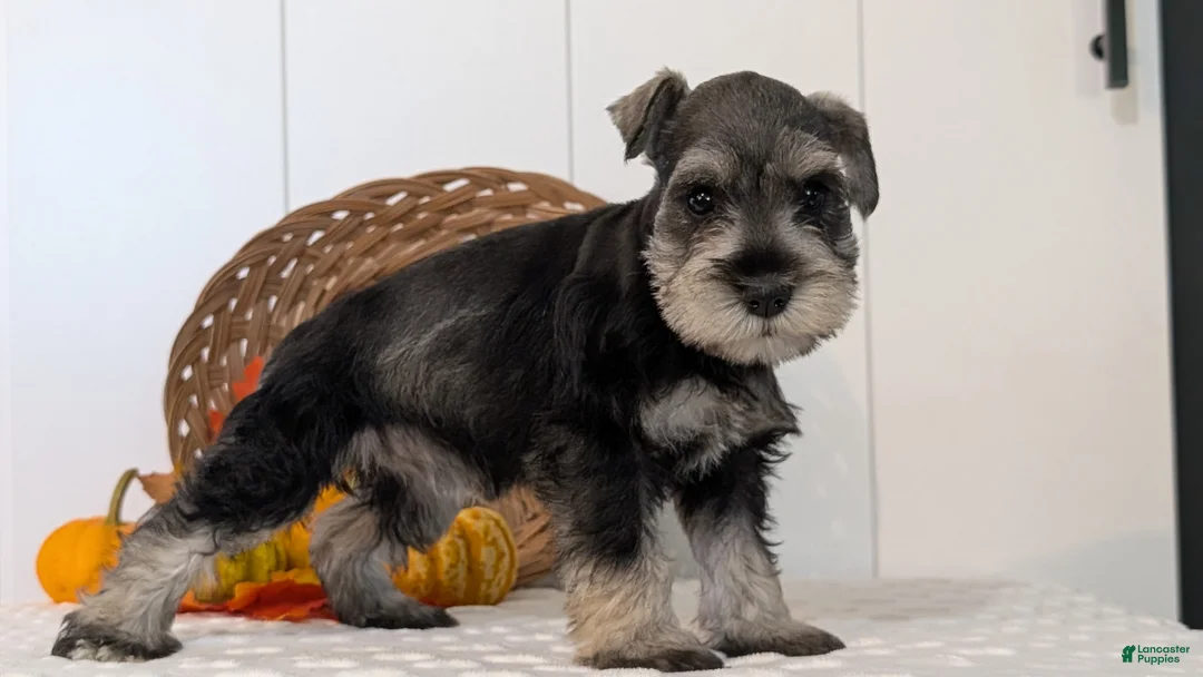 Miniature Schnauzer dogs for sale: Zoey - Ad 2