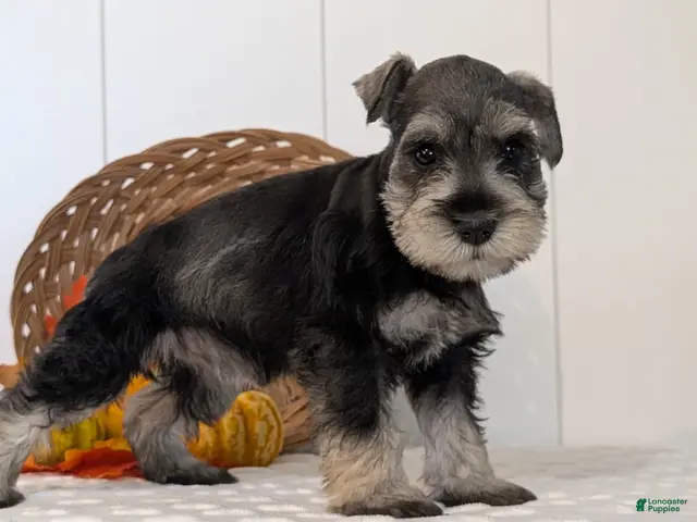 Miniature Schnauzer dogs Zoey - Ad 2
