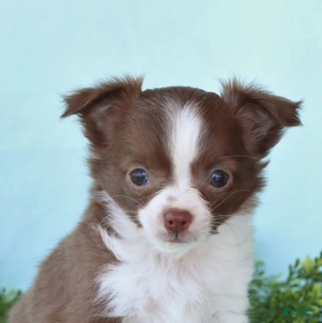 Chihuahua dogs for sale: Harvey - Ad 5