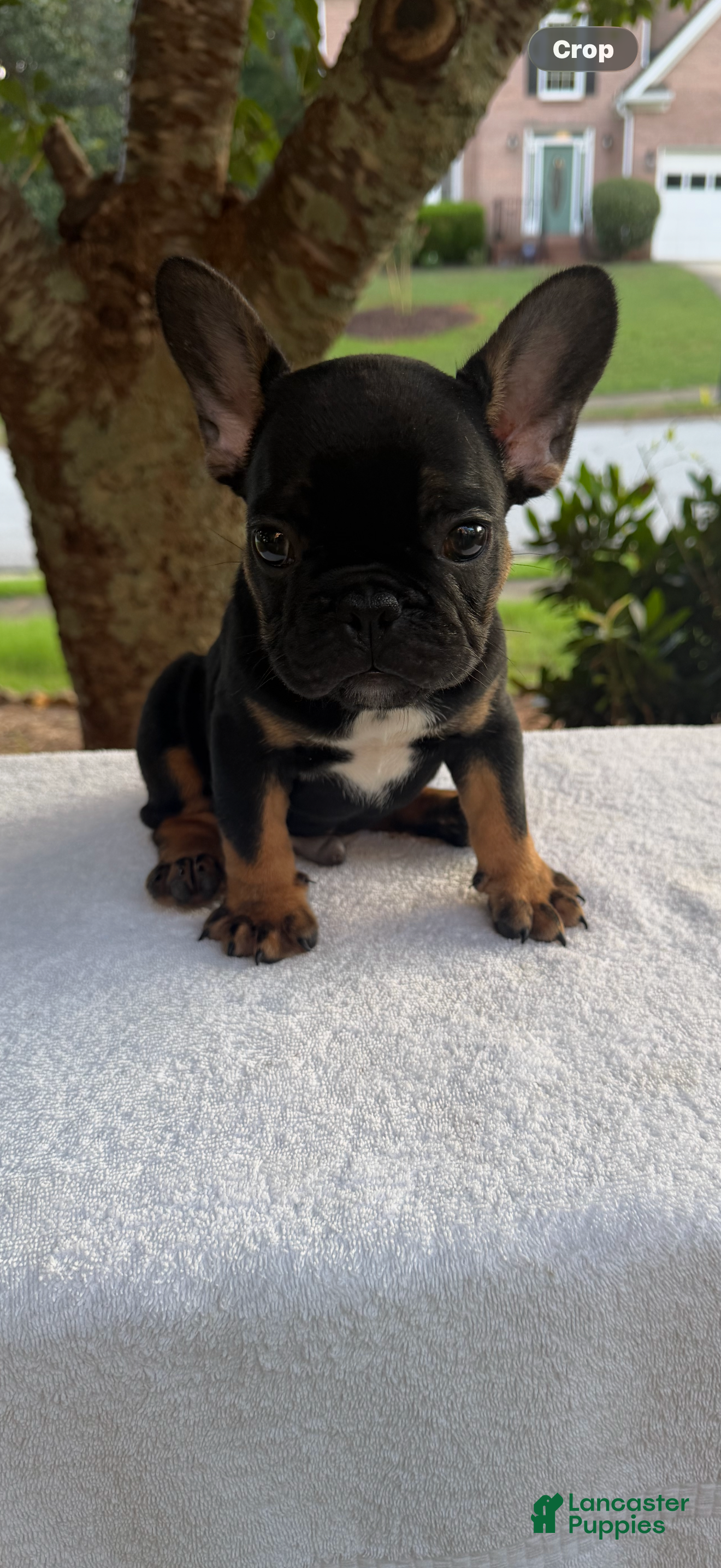 French Bulldog dogs French Bulldog 2 - Ad 1