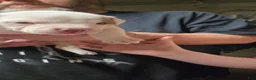 American Bulldog dogs for sale: American Bulldog 1 - Ad 14