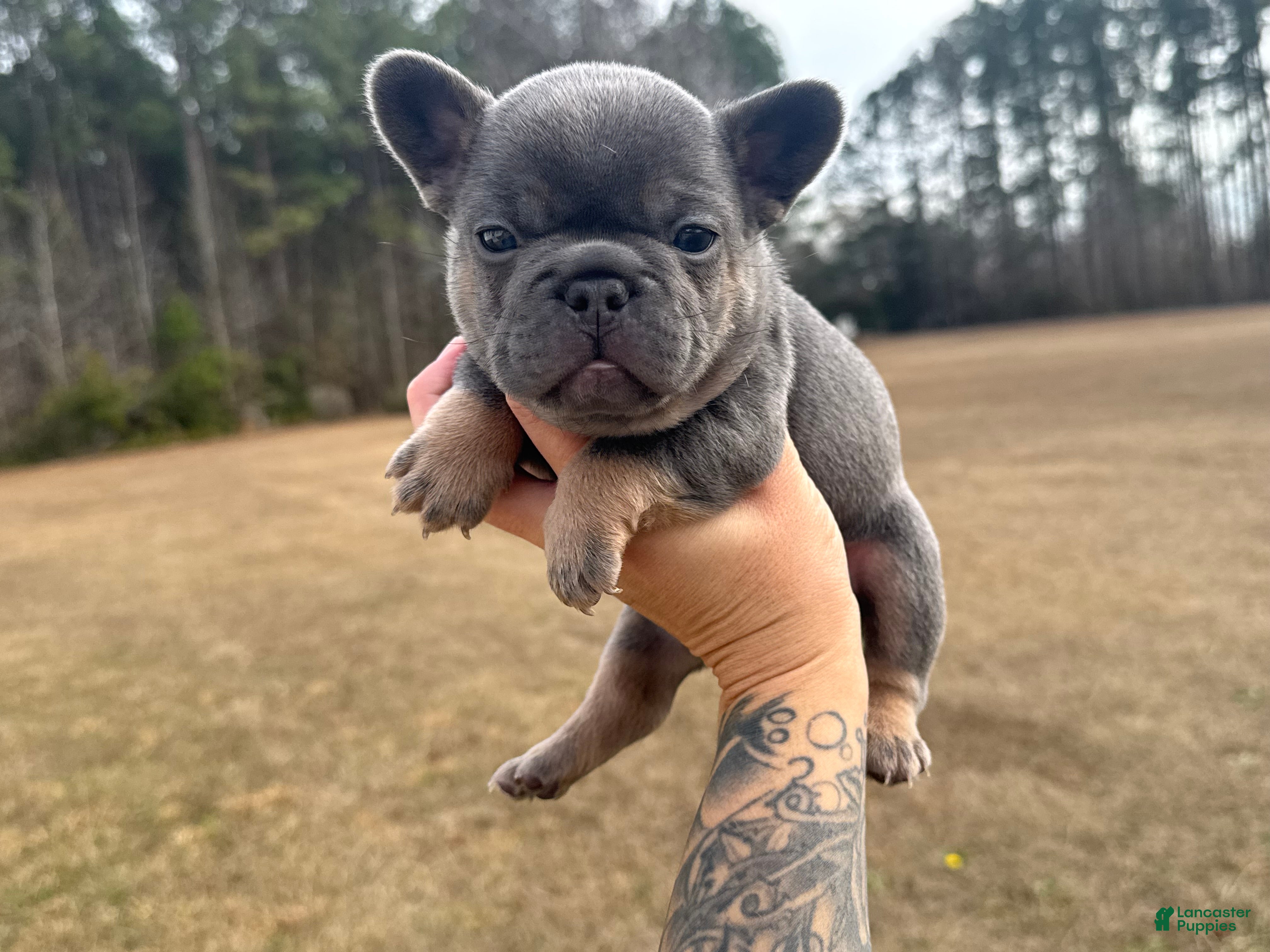 French Bulldog dogs French Bulldog Puppy 2 - Ad 9