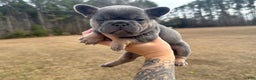 French Bulldog dogs for sale: French Bulldog Puppy 2 - Ad 1