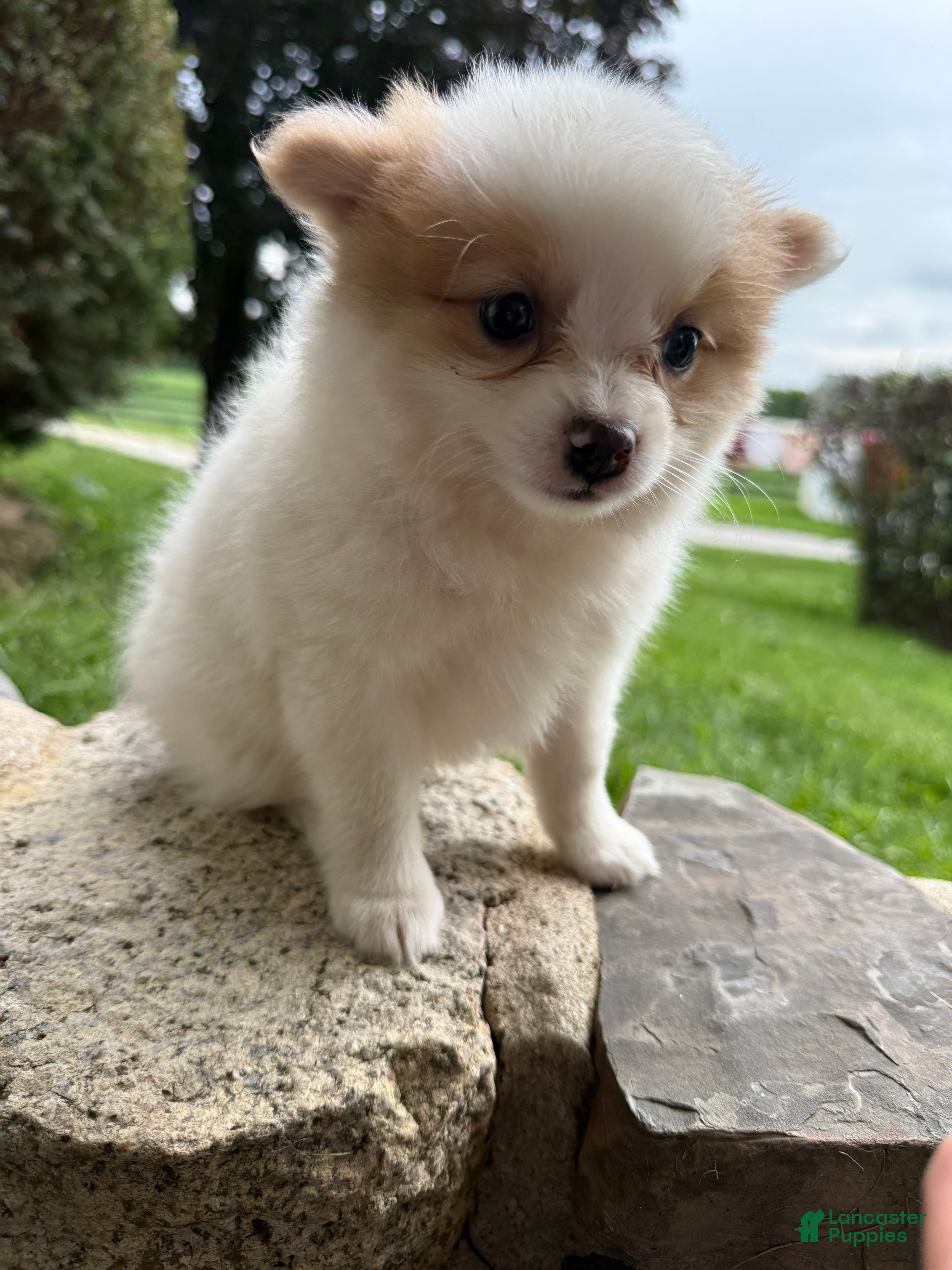 Pomeranian dogs Rudy - Ad 2