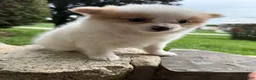 Pomeranian dogs for sale: Rudy - Ad 2