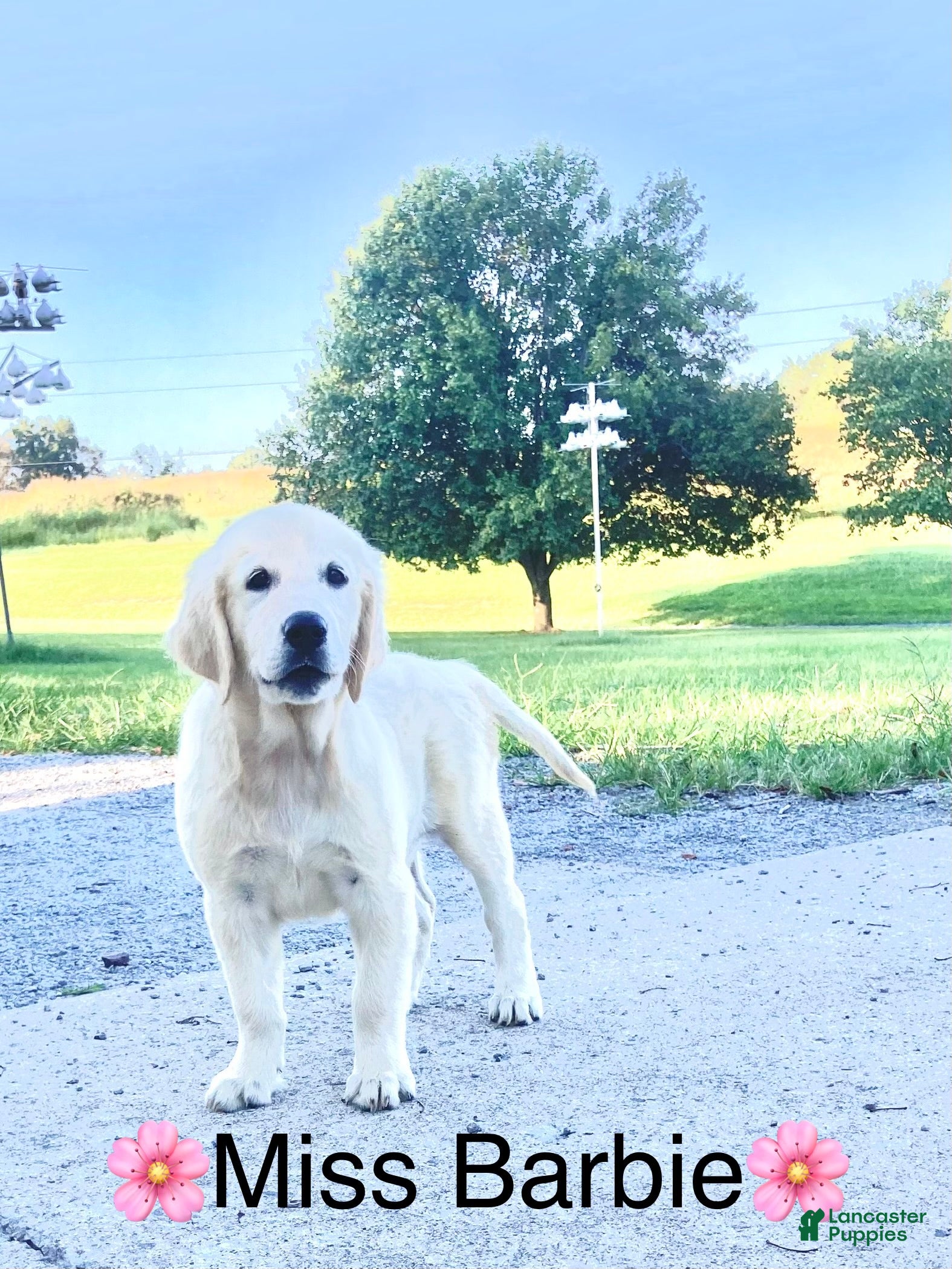 Golden Retriever dogs AKC Miss Barbie is READY NOW! - Ad 2