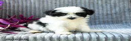 Maltipoo dogs for sale: Murphy - Ad 3
