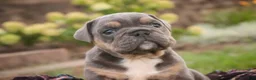English Bulldog dogs for sale: Sophie English Bulldog  - Ad 3
