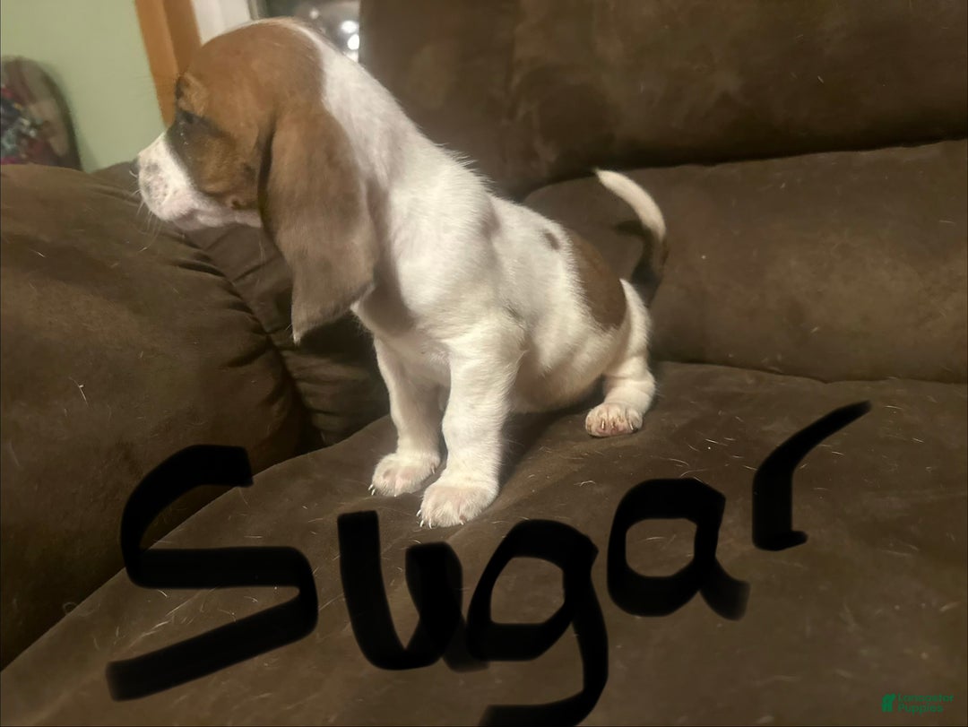 Basset Hound dogs for sale: Sugar - Ad 2