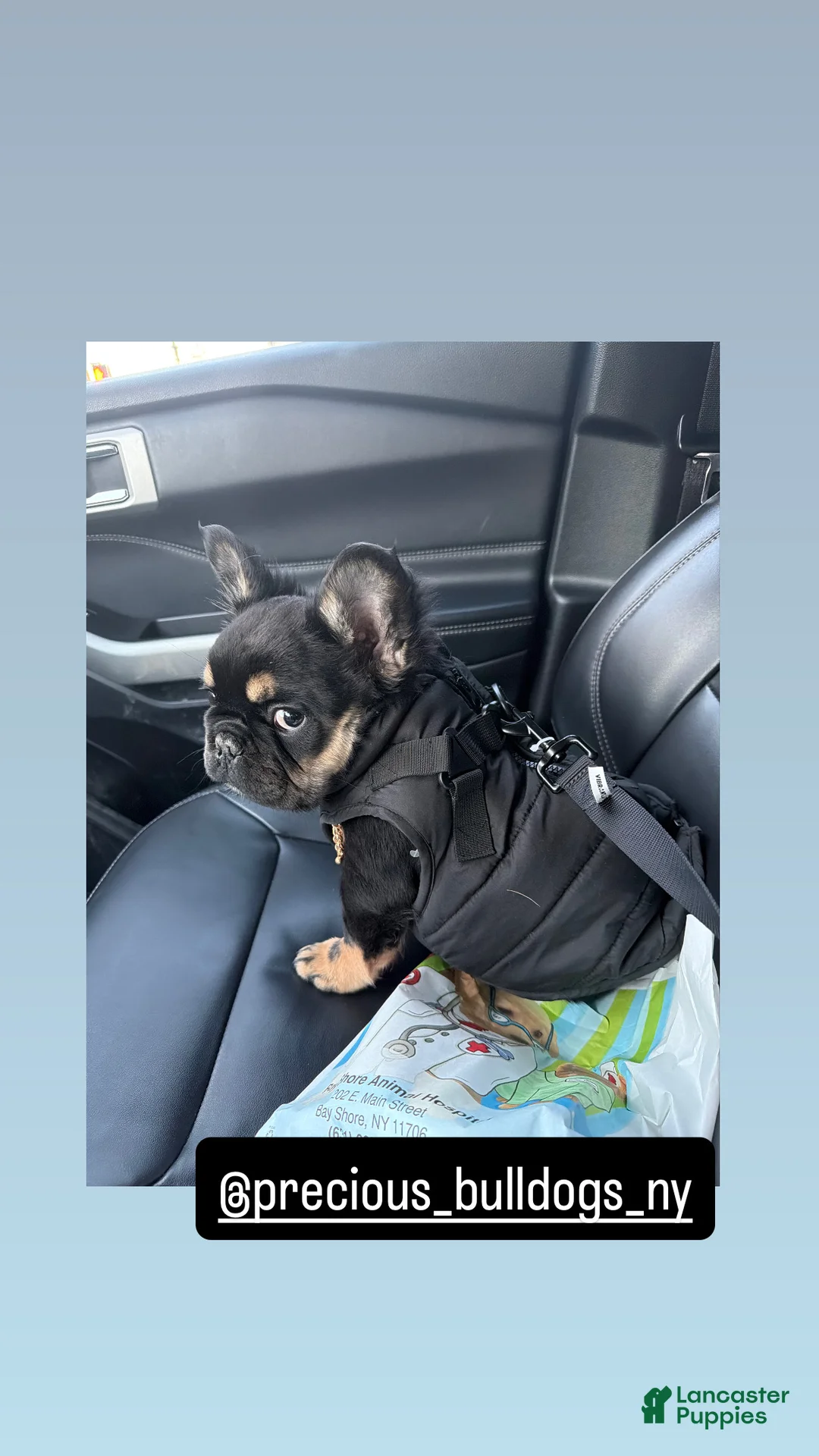 French Bulldog dogs for sale: French Bulldog Puppy 1 - Ad 12