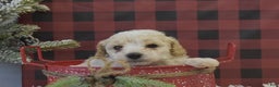 Miniature Poodle dogs for sale: Matt - Ad 7