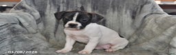 Mixed Breed dogs for sale: Millie - Ad 3