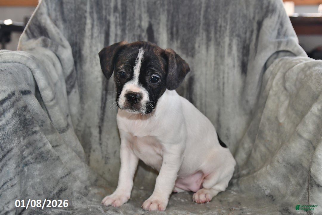 Mixed Breed dogs for sale: Millie - Ad 3