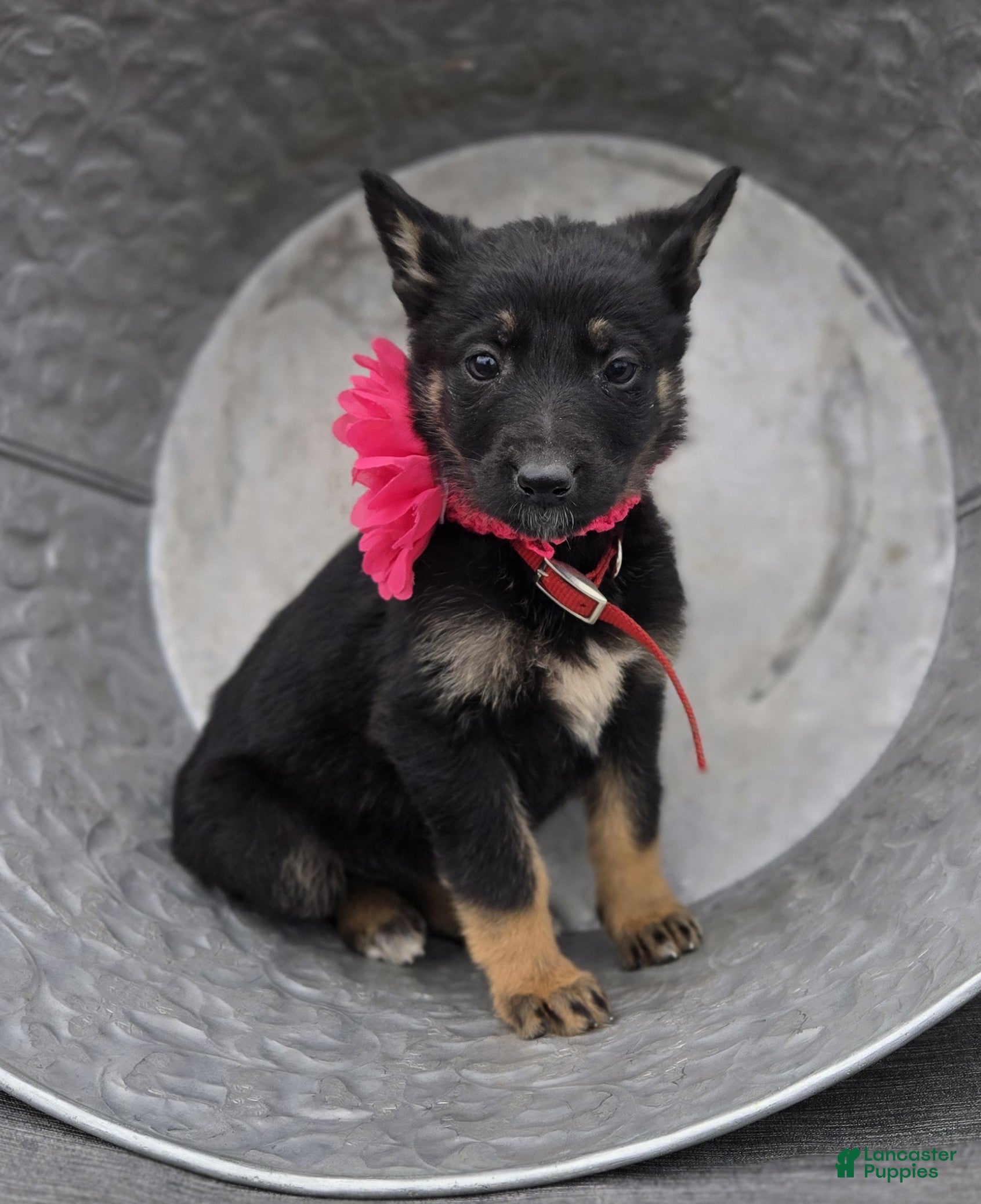 German Shepherd dogs Kim - Ad 1