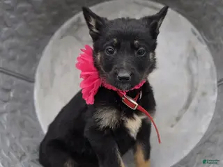 German Shepherd dogs for sale: Kim - Ad 3