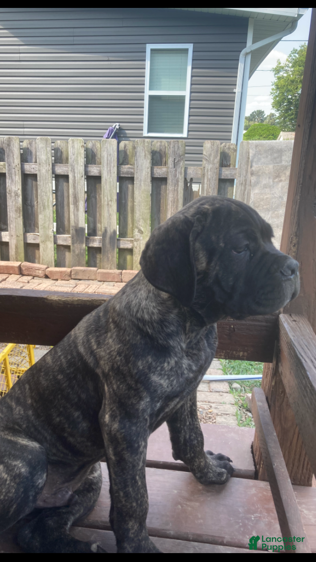 Cane Corso dogs Cane Corso 1 - Ad 1