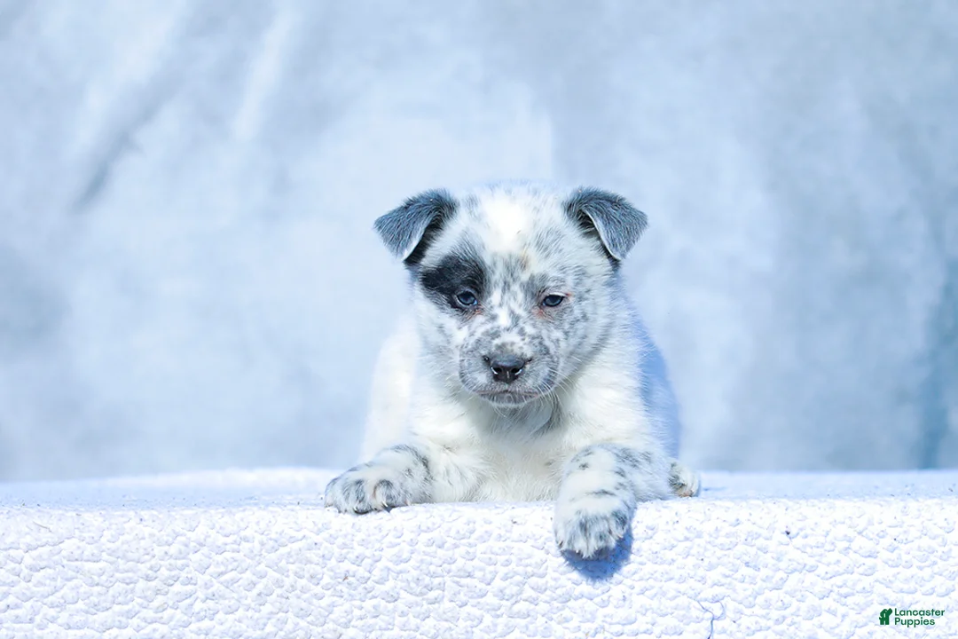Australian Cattle Dog dogs for sale: David - Ad 2