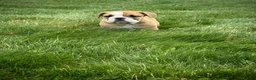 English Bulldog dogs for sale: Rex - Ad 14