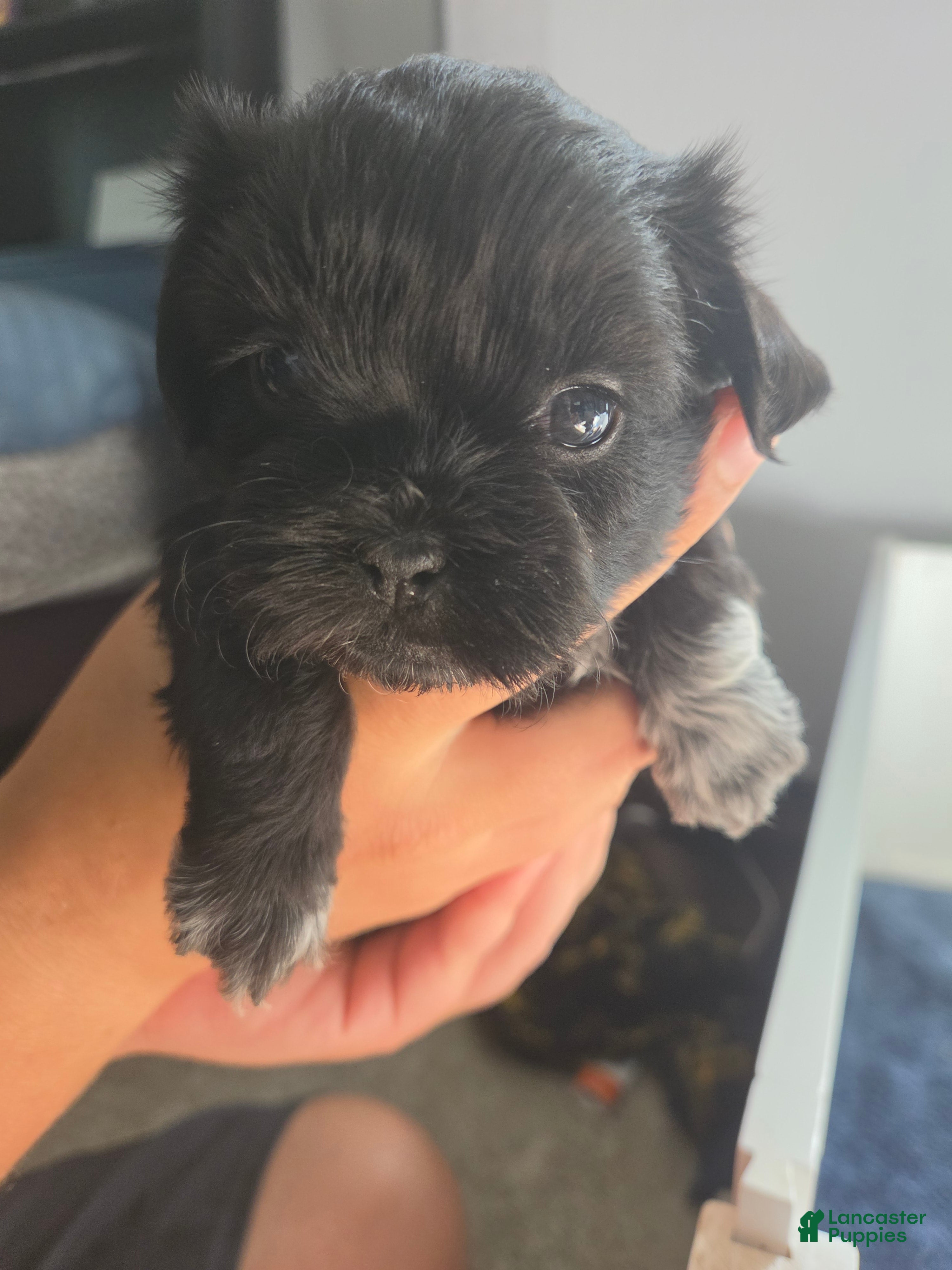 Shih Tzu dogs Lady - Ad 25
