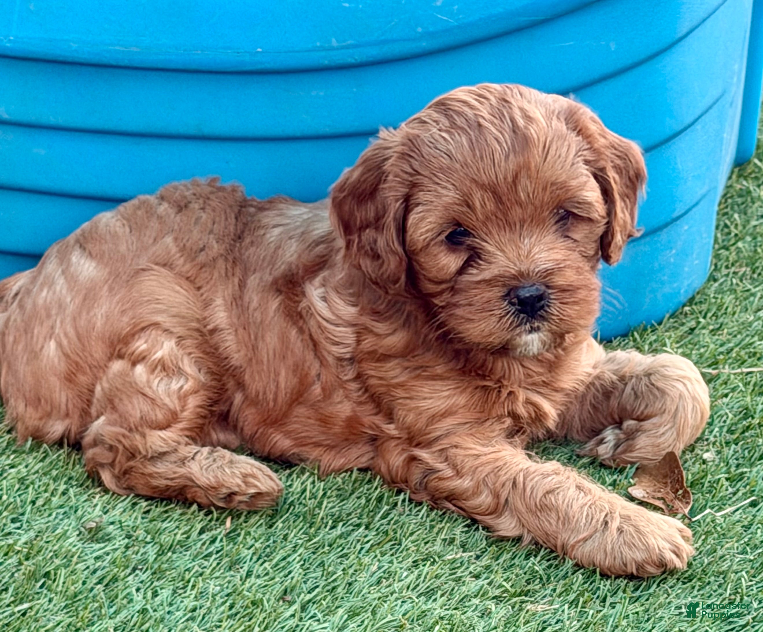 Cavapoo dogs Girl - Ad 1