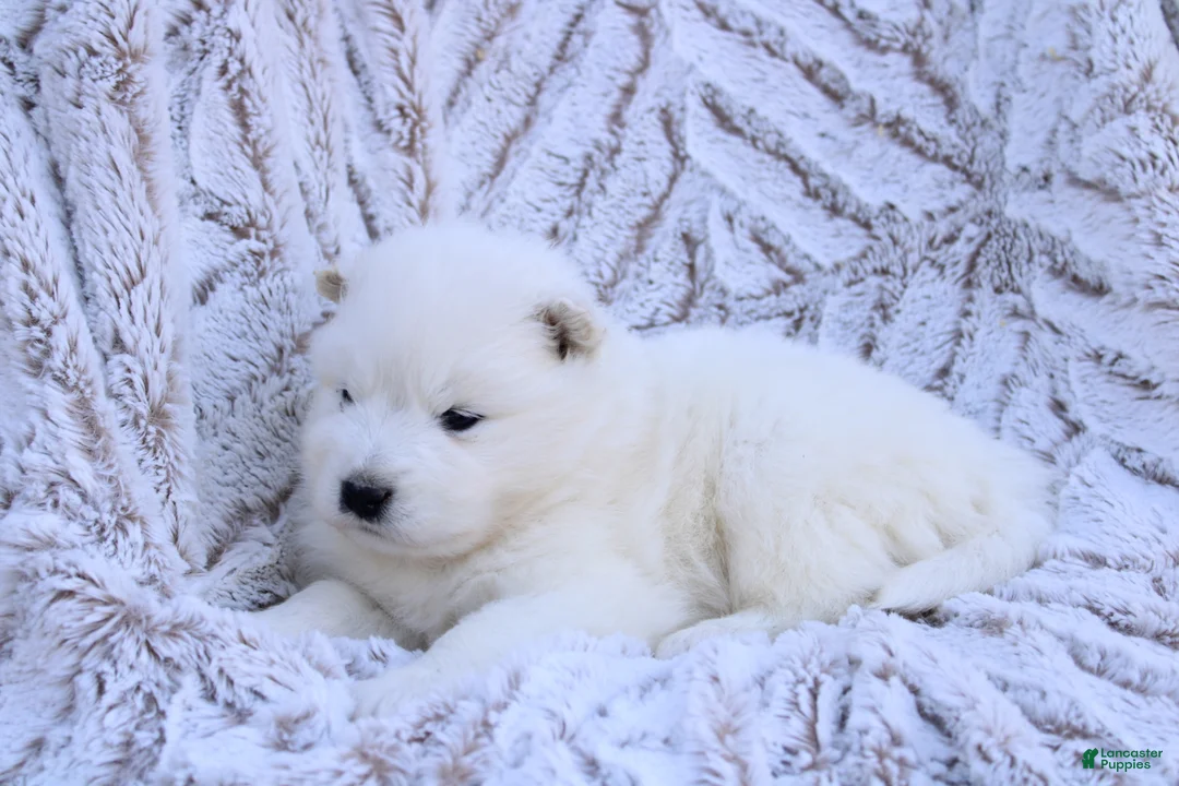 Samoyed dogs for sale: Samoyed Puppy 5 - Ad 21