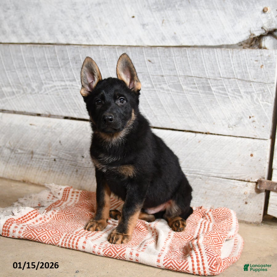 German Shepherd dogs Boots  - Ad 5