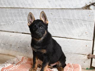 German Shepherd dogs Boots - Ad 20