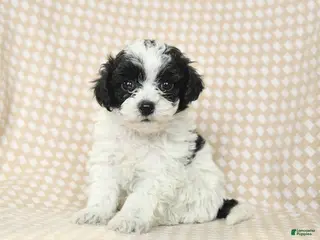 Bichpoo dogs for sale: Duncan - Ad 2
