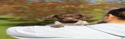 German Shorthaired Pointer dogs for sale: Annie - Ad 6