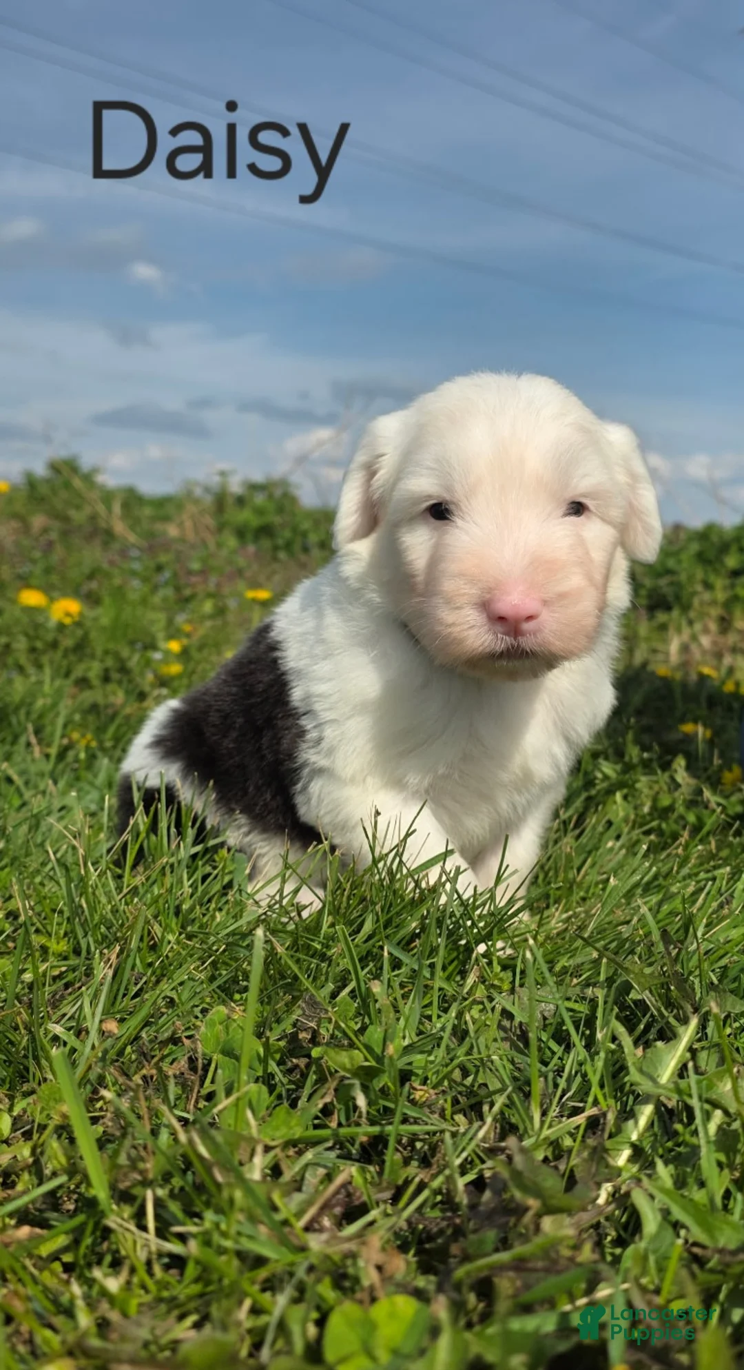 Old English Sheepdog dogs for sale: Daisy - Ad 1