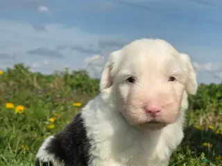 Old English Sheepdog dogs Daisy - Ad 4