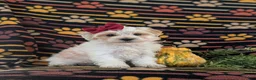 Maltipoo dogs for sale: Janie Hypoallergenic - Ad 3