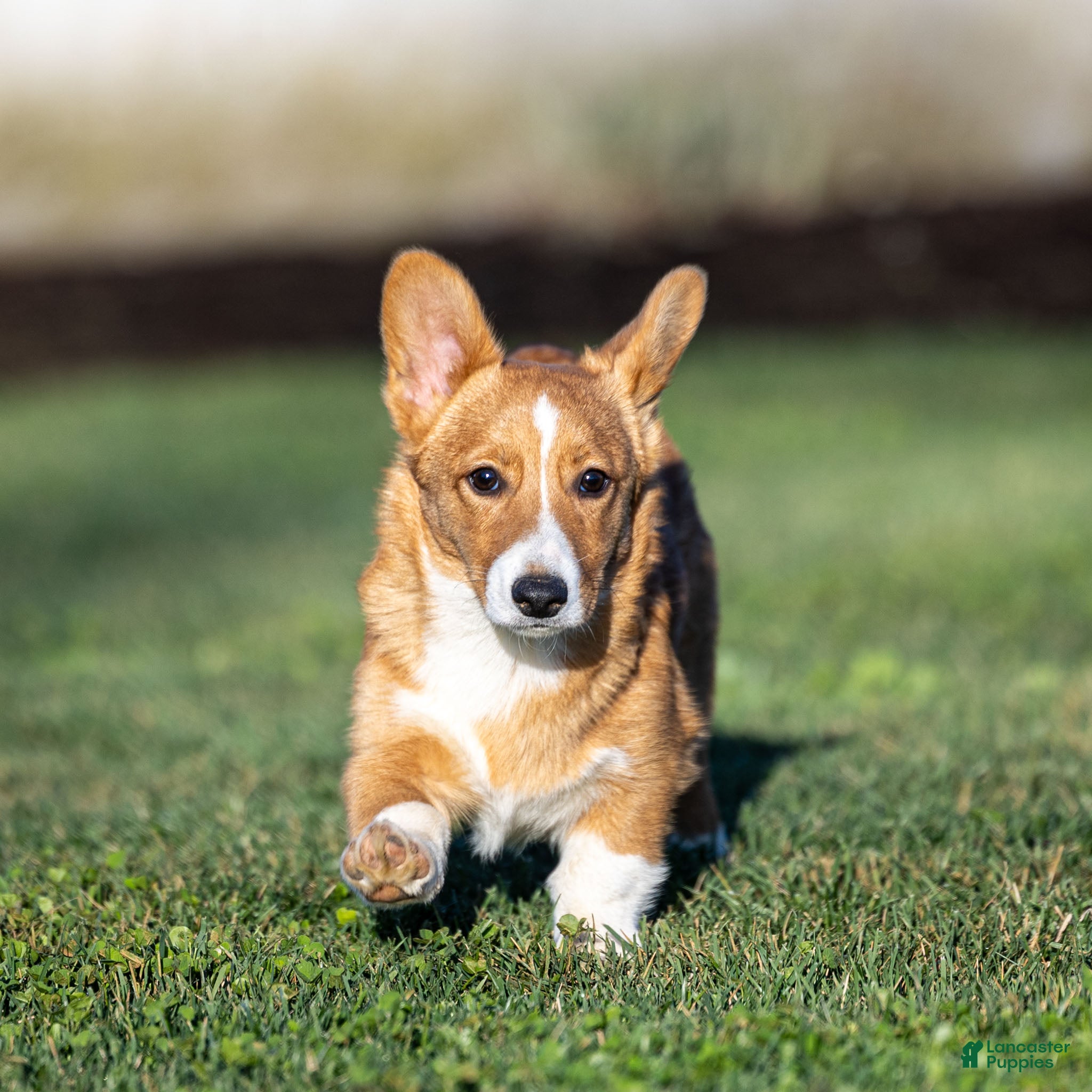 Welsh Corgi Pembroke dogs Kyler Welsh Corgi Pembroke - Ad 1