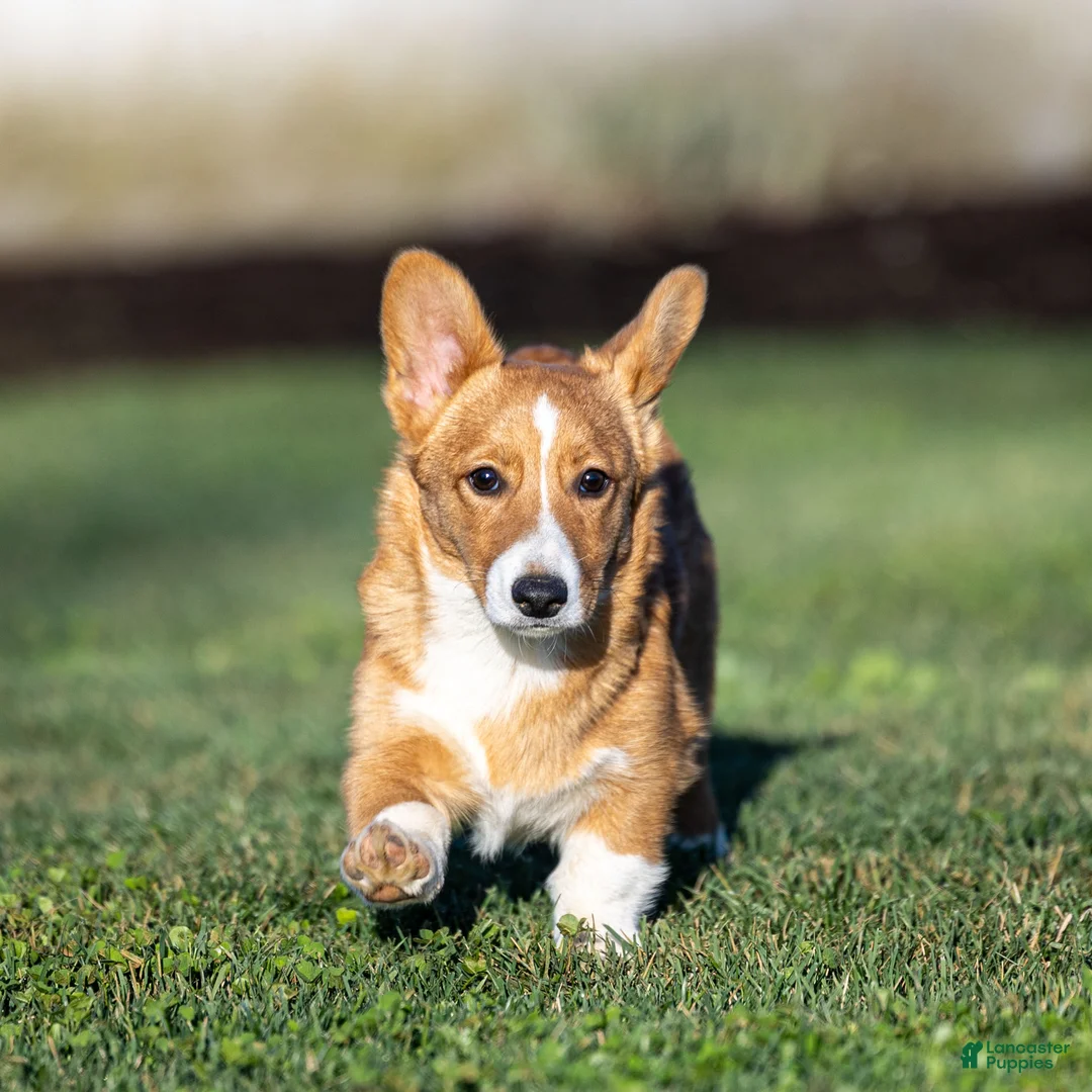Welsh Corgi Pembroke dogs for sale: Kyler Welsh Corgi Pembroke - Ad 1
