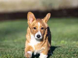Welsh Corgi Pembroke dogs for sale: Kyler Welsh Corgi Pembroke - Ad 2