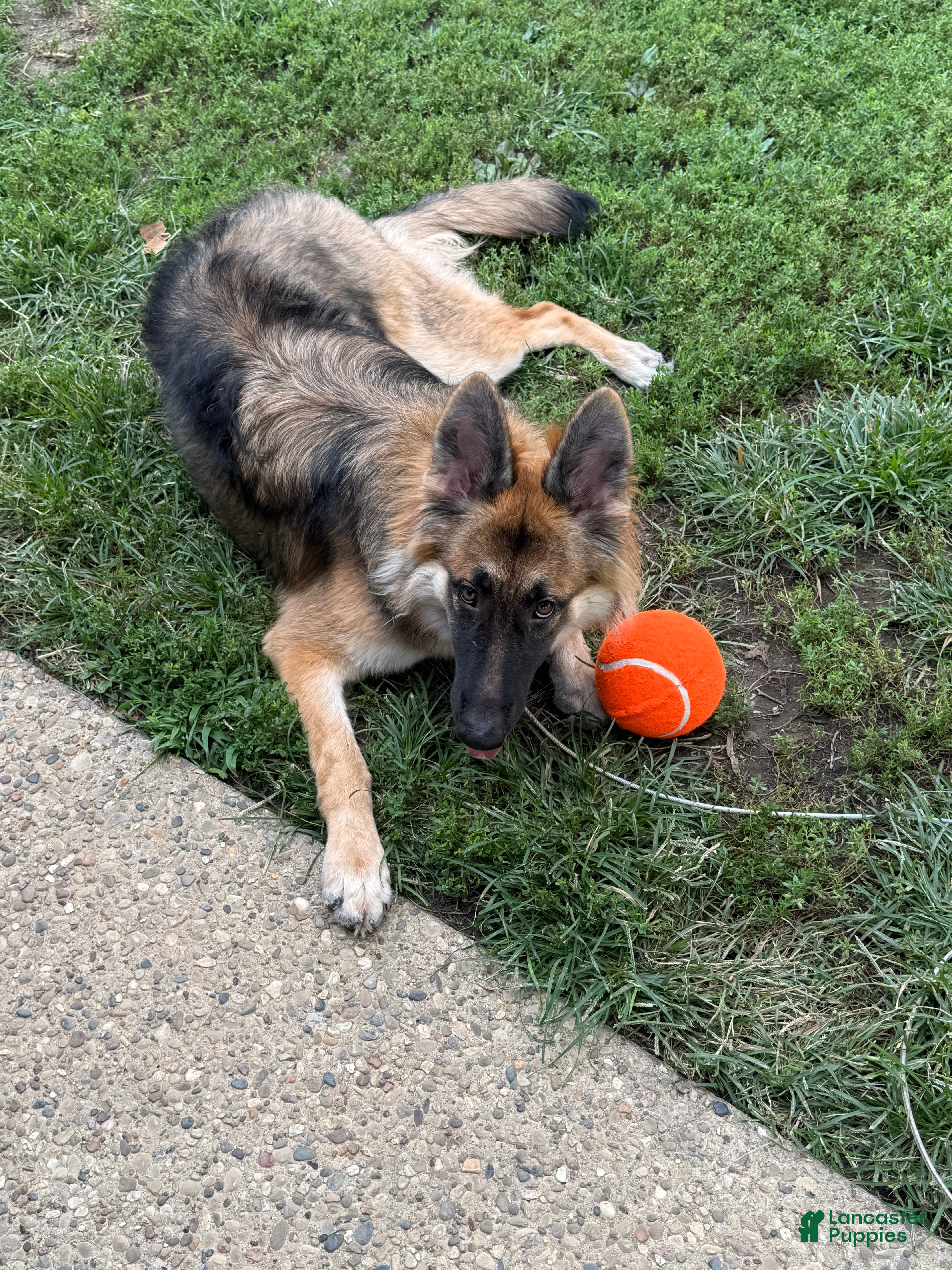 German Shepherd dogs German Shepherd 1 - Ad 2