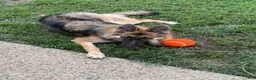 German Shepherd dogs for sale: German Shepherd 1 - Ad 2