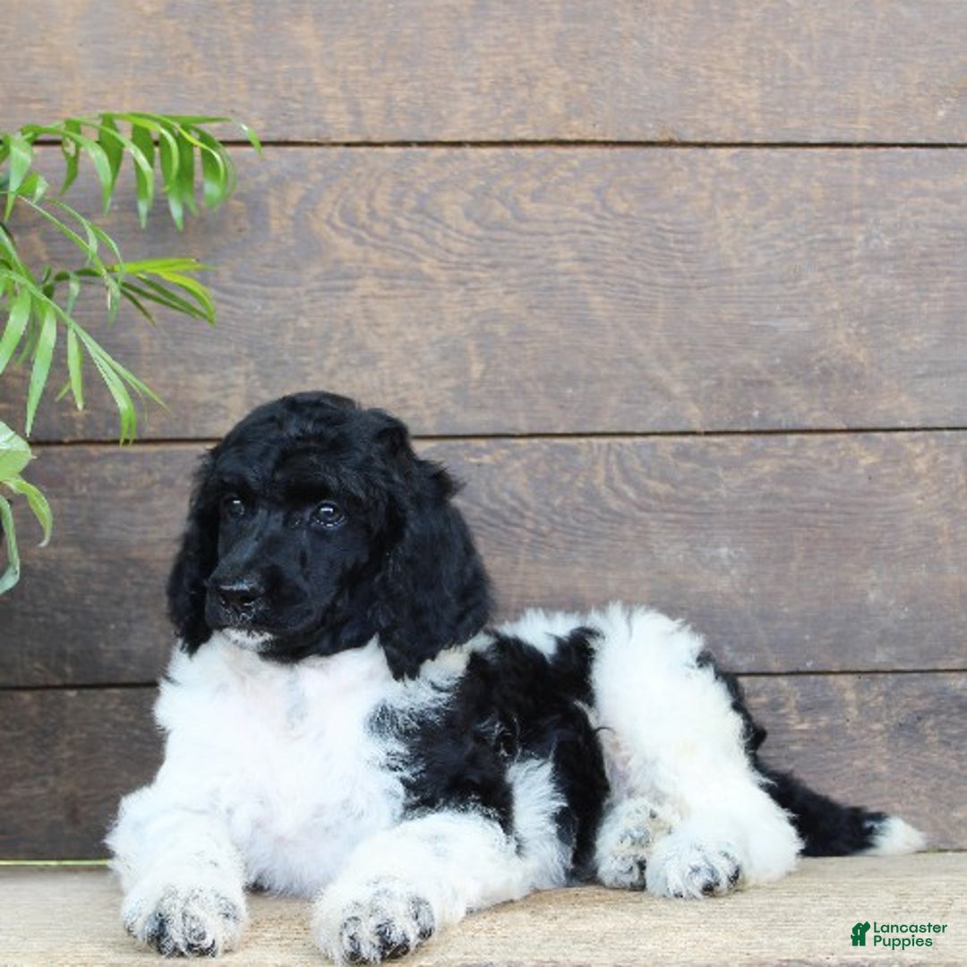 Standard Poodle dogs for sale: Frosty - Ad 1