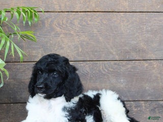 Standard Poodle dogs Frosty - Ad 11