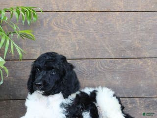 Standard Poodle dogs Frosty - Ad 39